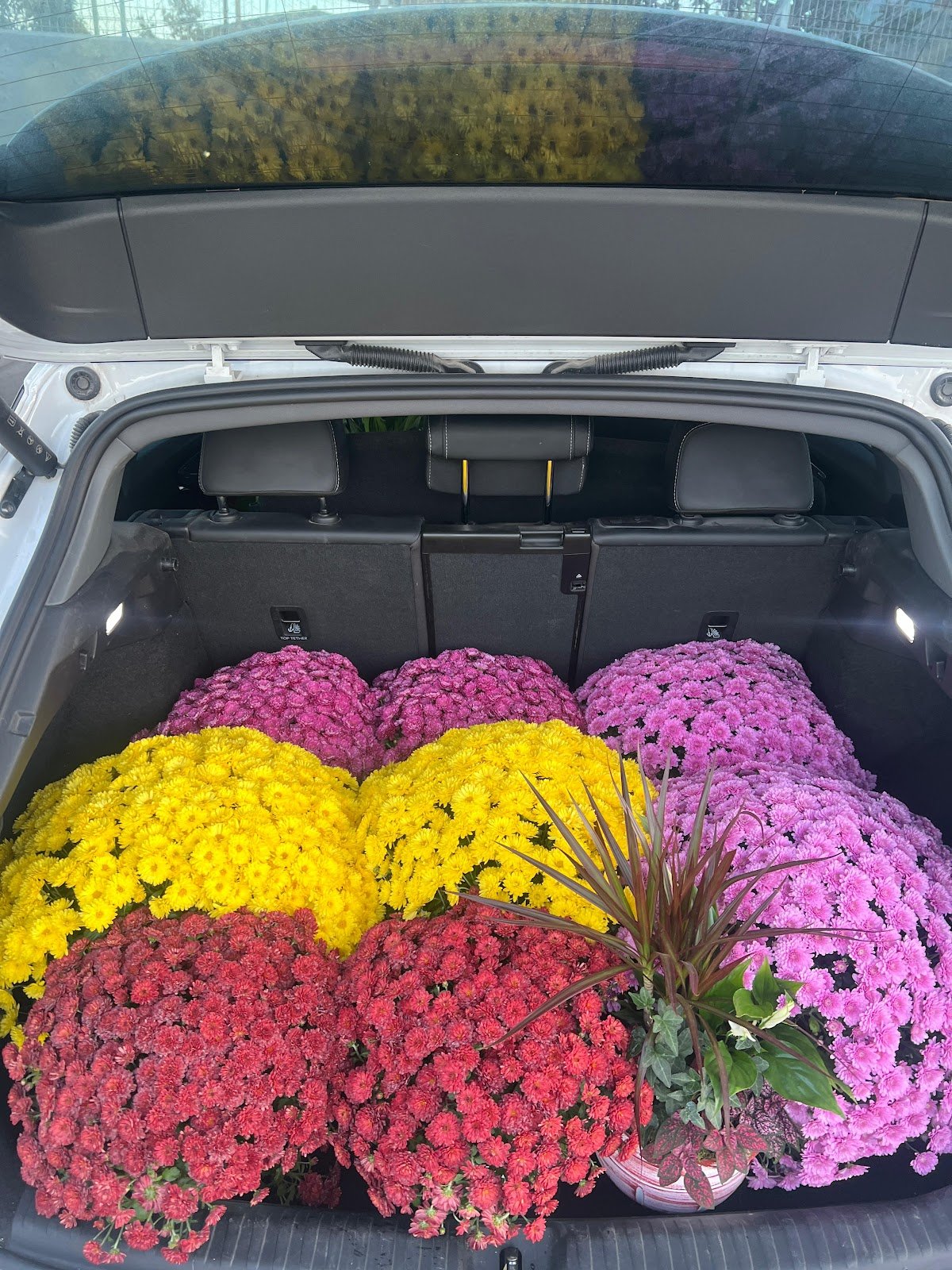 Glear Flowers