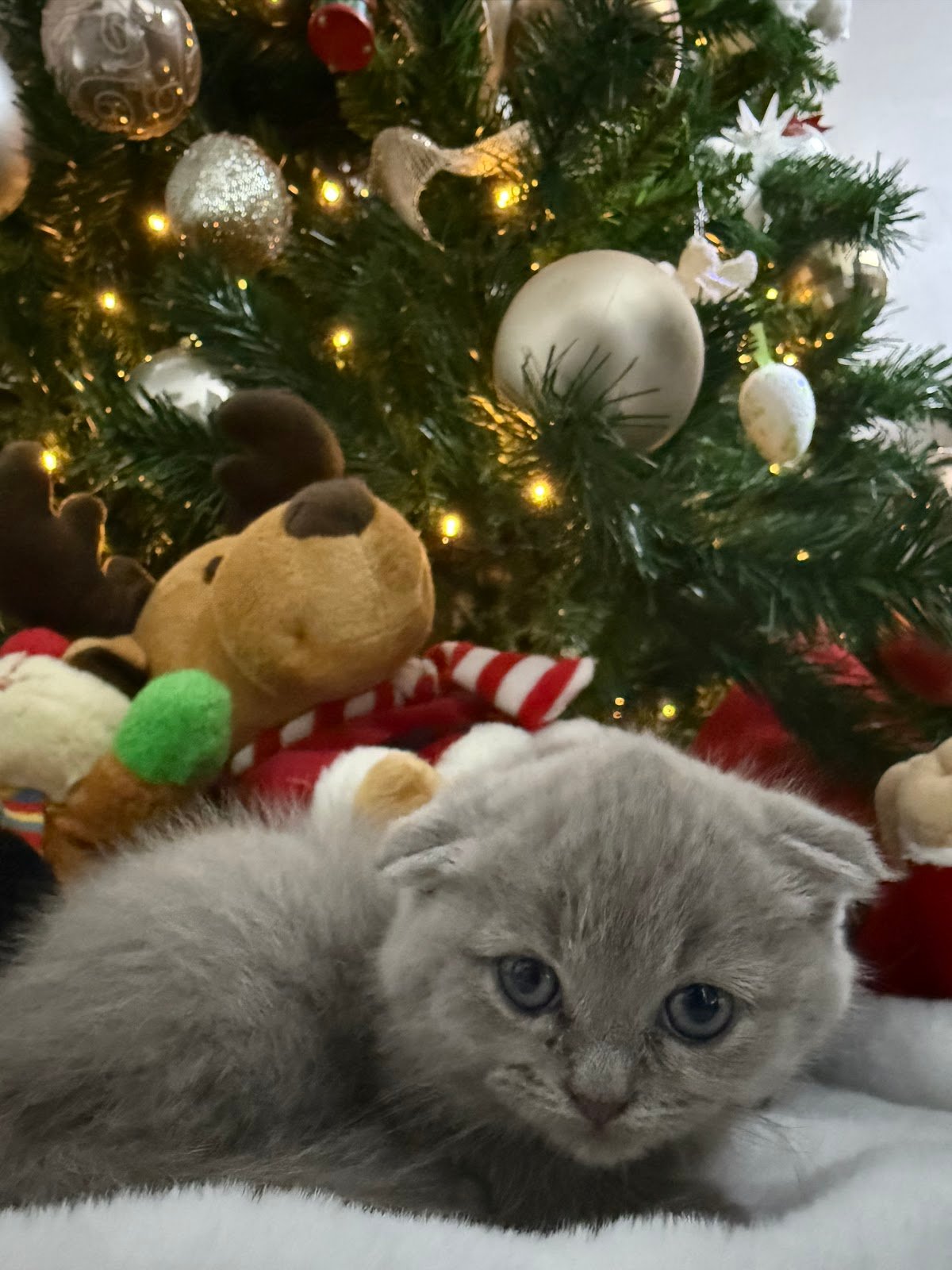 PetVille Astir – Pet shop | Dyqan per kafshe