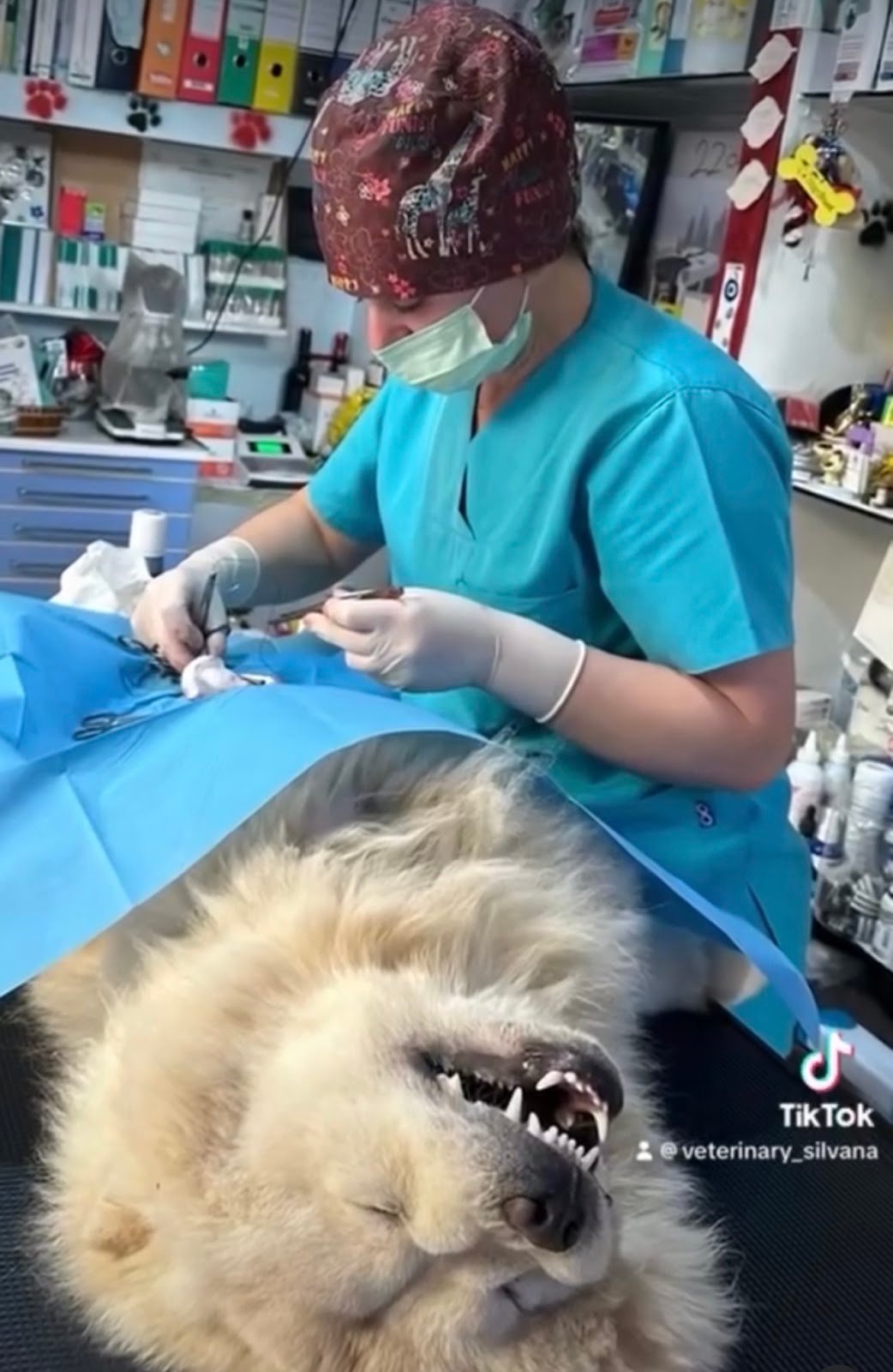 Klinika Veterinare Silvana