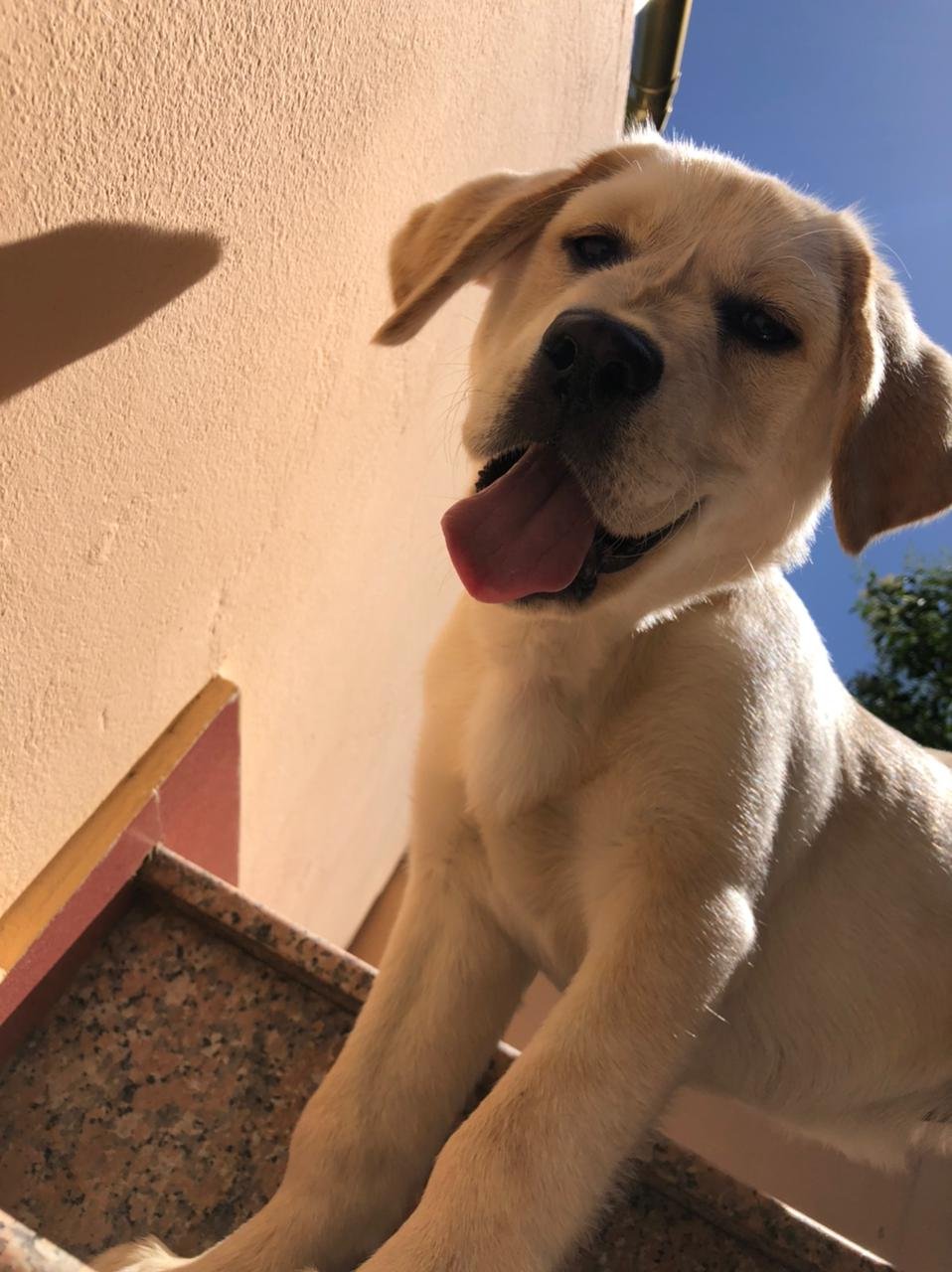 Albania Vet Home