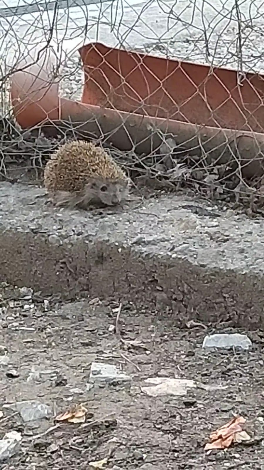 Klinikë Veterinare "Shtëpia e Kafshëve të Vogla"